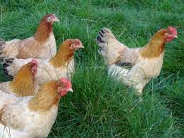 Pembridge Poultry