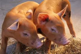 Tamworth Pig