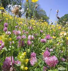 Wildflowers