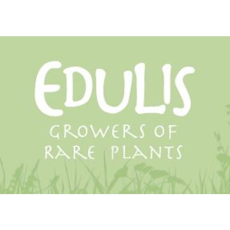 Edulis