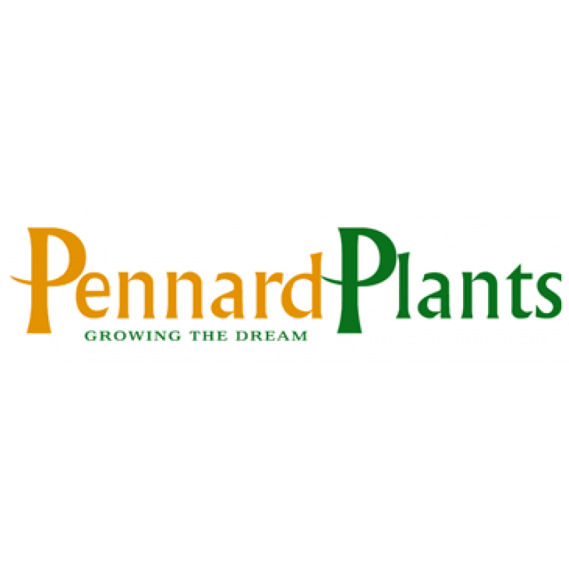 Pennard Plants