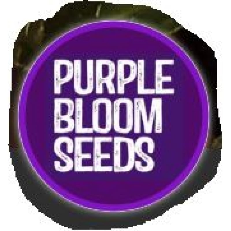 Purple Bloom Seeds