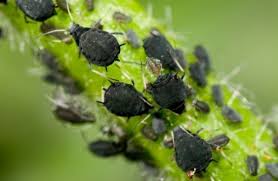 Aphids2