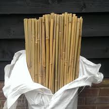 Bamboo
