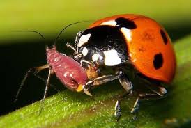 Biological Pest Control