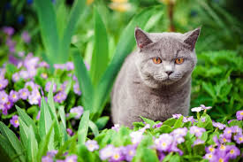 Cat Repellent 3