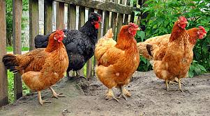 Chickens2