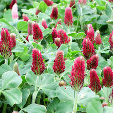Crimson Clover3