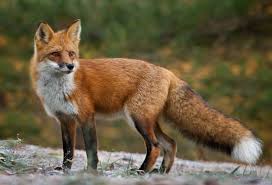 Foxes2