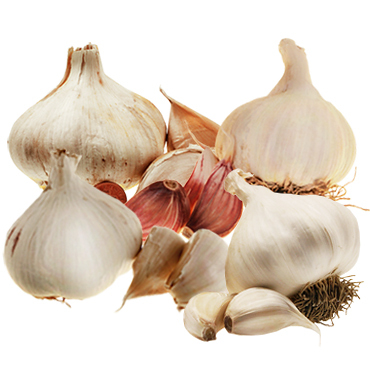 Garlic4