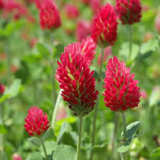 Green Manure