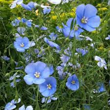 Linseed7