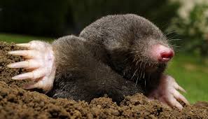 Moles 2