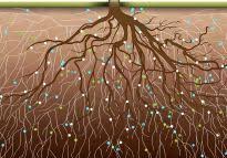 Mycorrhizal
