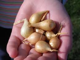 Onion Sets 2