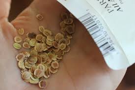 Parsnip Seed6