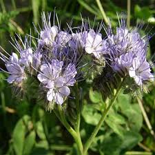 Phacelia