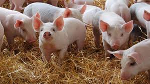 Pigs