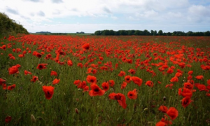Poppy field2