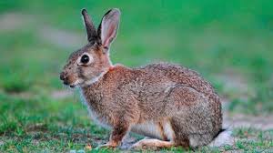 Rabbit