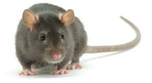 Rats and Mice