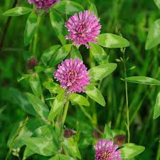 Red Clover2