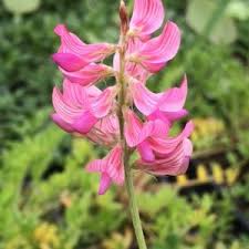Sainfoin2