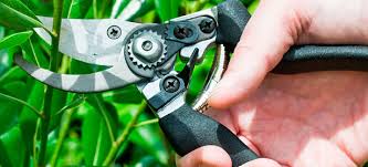 Secateurs