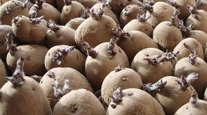 Seed Potato
