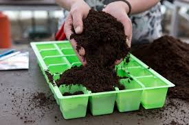Seed Sowing2