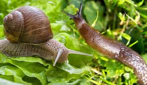 Slugs and Snails