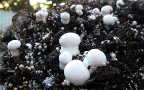 Spent Mushroom Compost