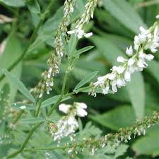 Sweet Clover