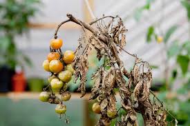 Tomato Blight