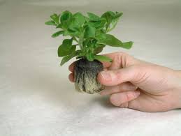 Veg Plants2