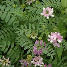 Vetch2