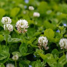 White Clover2