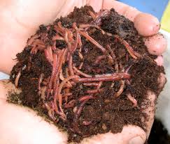 Wormery 2