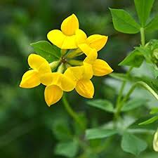 Yellow Trefoil3