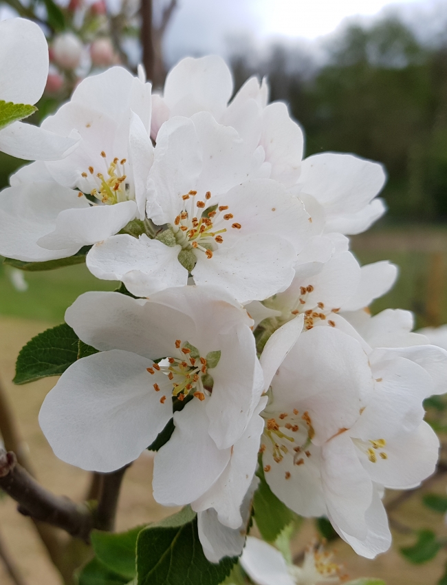 Late April 2019 086