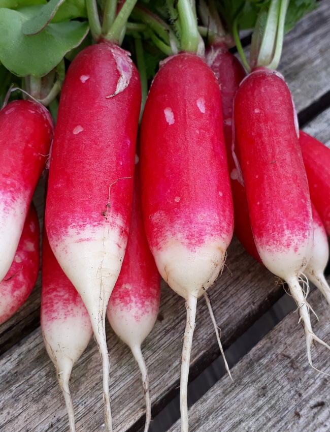 Radish 2