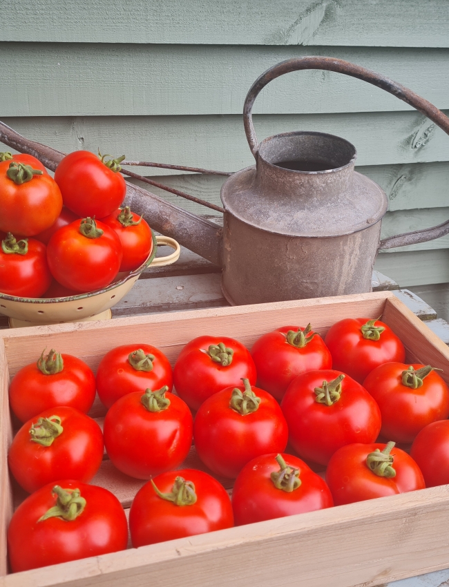 25th September 2021 Tomatoes 010