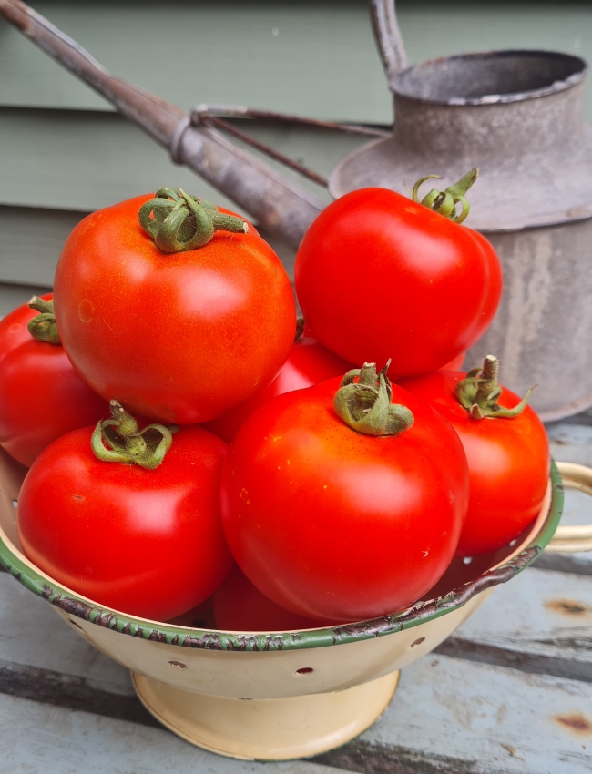 25th September 2021 Tomatoes 023