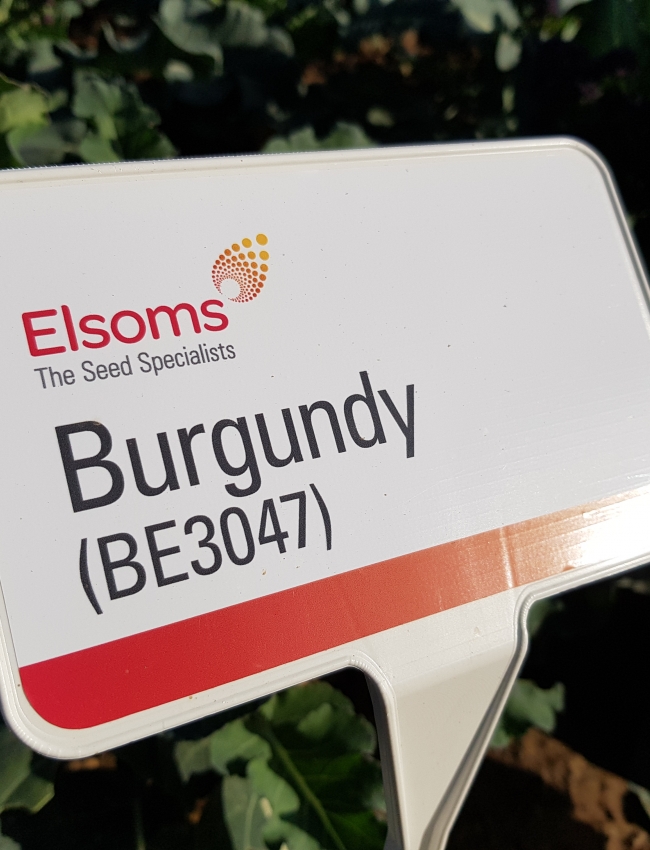 Brassica Open Days 2019 005