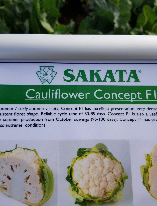 Brassica Open Days 2019 116