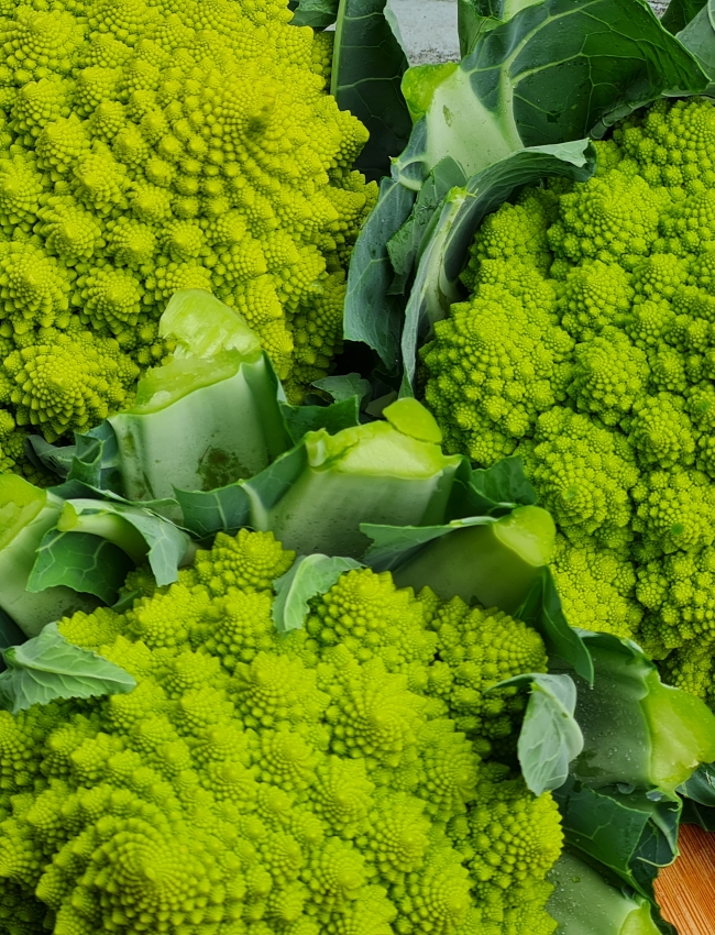 Brassica-Trial-2021-2-100.jpg