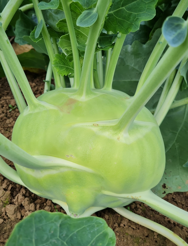 Brassica Trials 2021 009