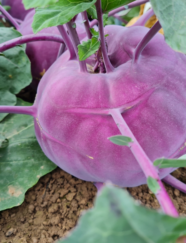 Brassica Trials 2021 011