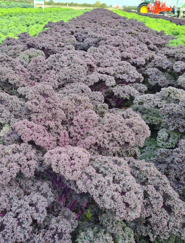 Brassica-Trials-2021-047.jpg