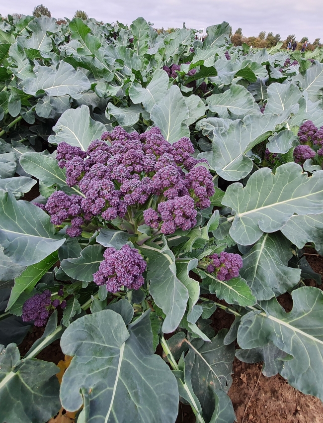 Brassica Trials 2021 058